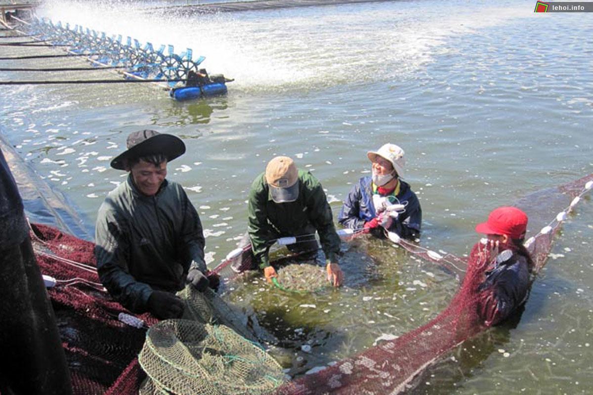 Người dân Phong Hải vui mừng vì vụ nuôi trồng thủy sản được mùa, giá cao.
