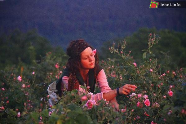 Thiếu nữ Bulgaria đang hái hoa hồng trong lễ hội