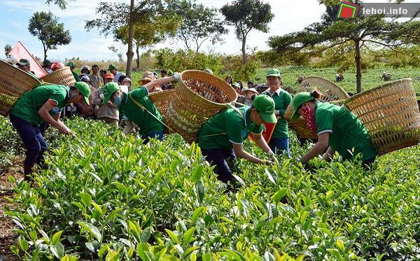 Lễ hội văn hóa trà tôn vinh những người trồng và chế biến trà