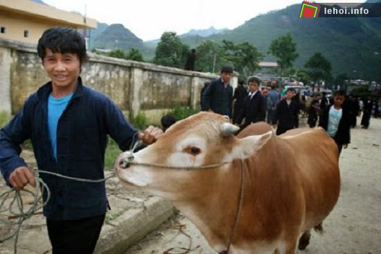 Độc đáo chợ phiên bò ở miền Cao nguyên đá Hà Giang
