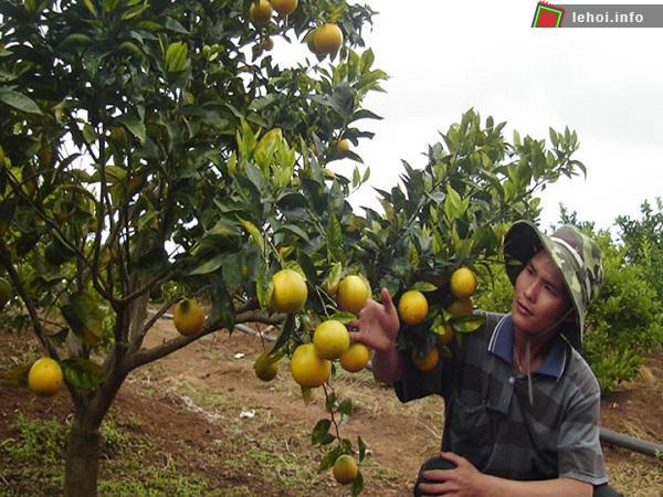 Lễ hội Cam tại Nghệ An và Hà Tĩnh tôn vinh thành quả lao động nông dân