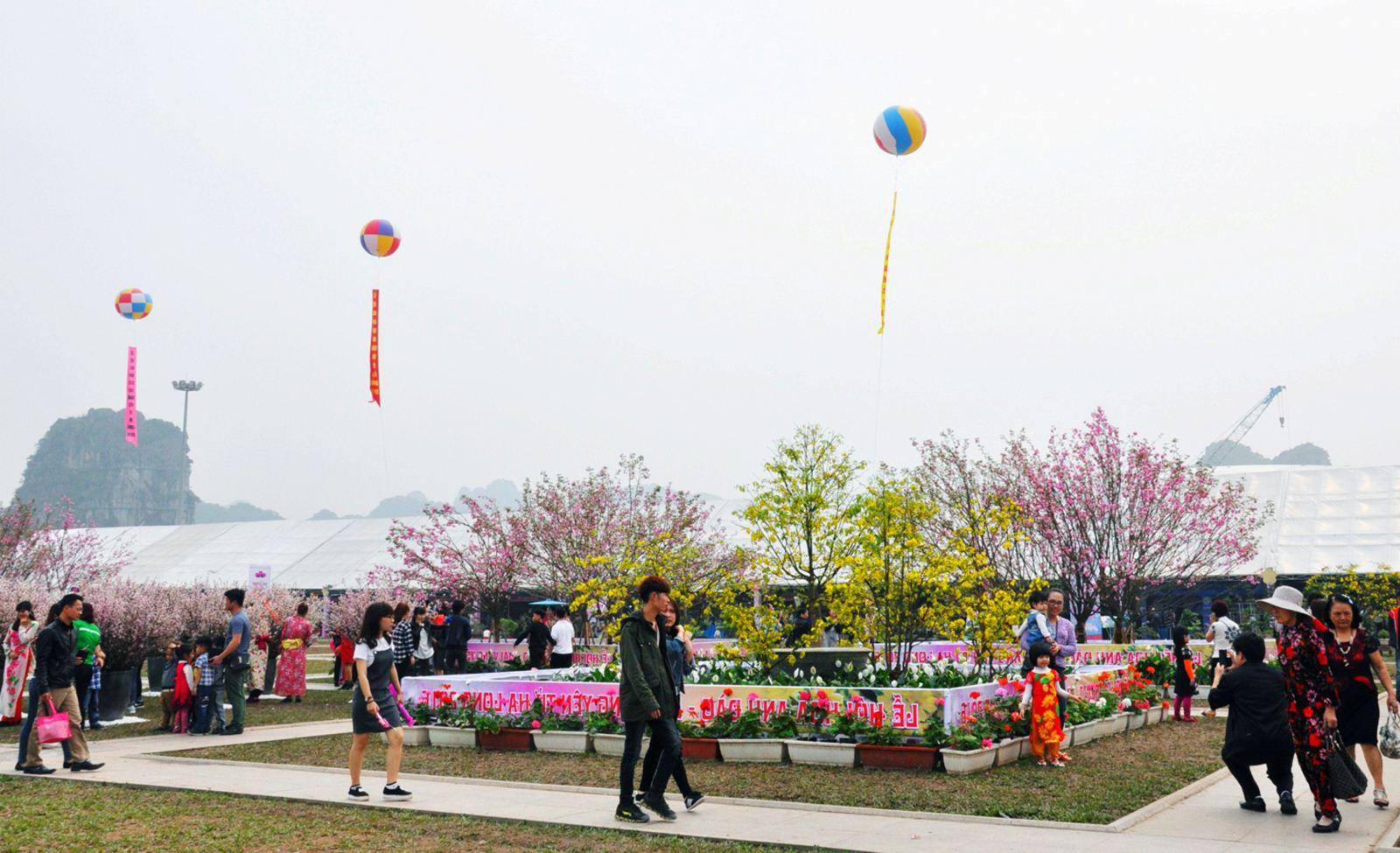 Lễ hội hoa Anh Đào - Mai Vàng Yên Tử