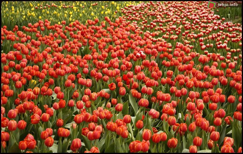 Vườn hoa Tuylip do chính phủ Hà Lan tặng.