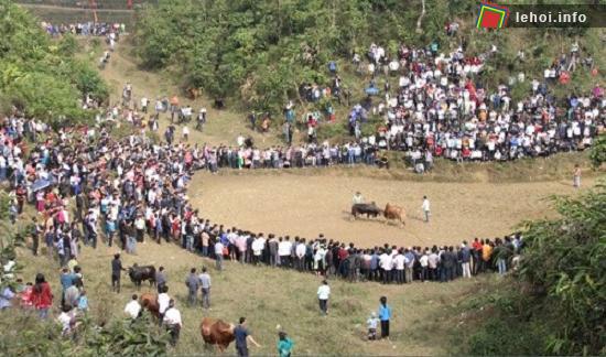 Chọi bò là hoạt động không thể thiếu trong lễ hội Mù Là