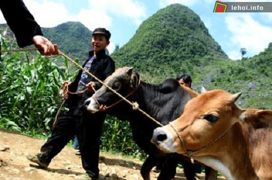 Những chú bò đem bán trong chợ phiên bò ở miền Cao nguyên đá Hà Giang
