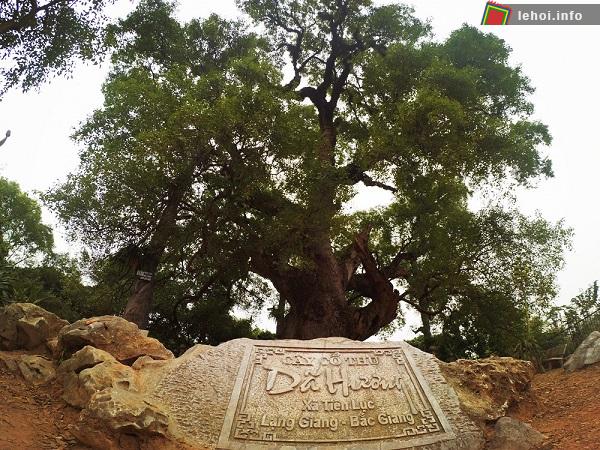 Du khách tham gia hội xuân Tiên Lục ấn tượng với cây Dã hương nghìn năm