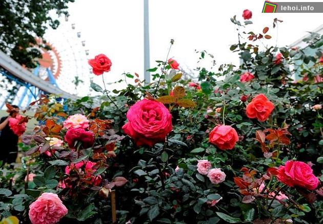 Nhiều loại hồng quý được trưng bày tại lễ hội hoa hồng Bulgaria 2018