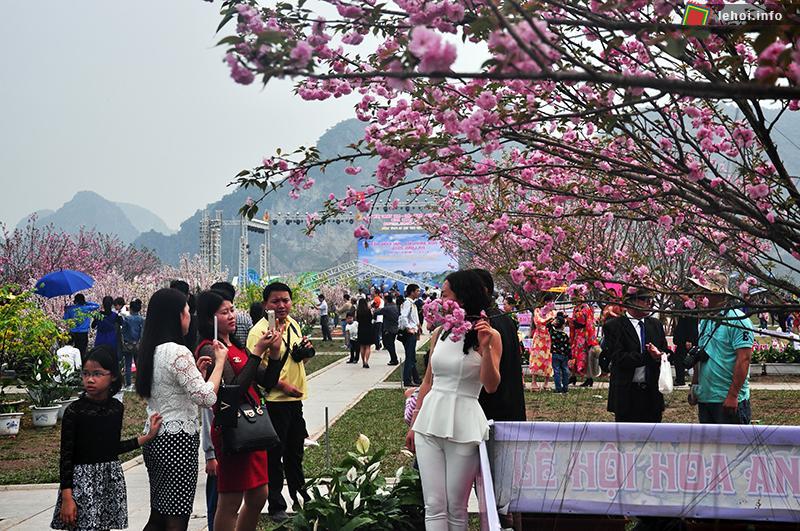 Du khách thích thú với cảnh đẹp tại Lễ hội hoa Anh Đào - Mai Vàng Yên Tử