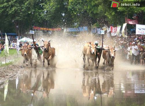 Lễ hội đua bò truyền thống vùng Bảy Núi