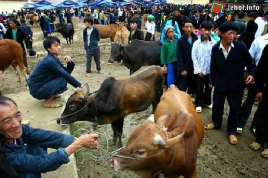Đông đảo người dân tham gia chợ phiên bò miền Cao nguyên đá Hà Giang