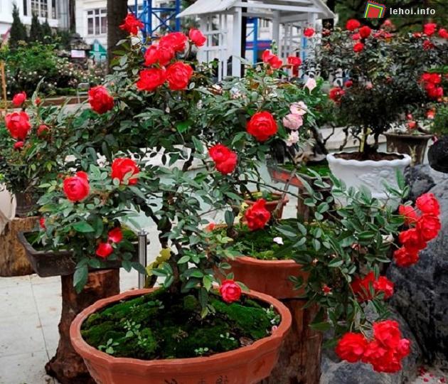 Hồng cổ của Việt Nam được giới thiệu tại lễ hội hoa hồng Bulgaria 2018
