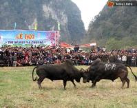 Ảnh Lễ hội chọi bò Bảo Lâm tại Cao Bằng