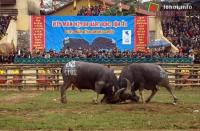 Ảnh Lễ hội chọi trâu Hàm Yên tại Tuyên Quang