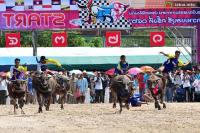 Ảnh Sôi động lễ hội đua trâu tại Thái Lan