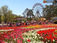 Ảnh Lễ hội hoa Floriade tại Australia