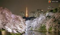 Ảnh Nhật Bản đang nhộn nhịp trong lễ hội hoa anh đào 2013