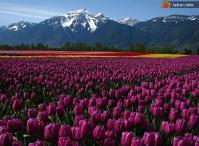 Ảnh Tưng bừng lễ hội hoa tulip lớn nhất thế giới tại Canada