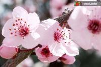 Ảnh Tràn ngập sắc hồng trong lễ hội hoa đào tại Trung Quốc