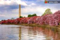 Ảnh Ngắm vẻ đẹp rực rỡ trong Lễ hội hoa anh đào tại Washington, nước Mỹ