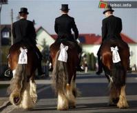 Ảnh Tổ chức lễ hội diễu hành ngựa với quy mô lớn tại Paris