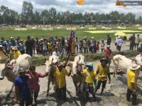 Ảnh Tổ chức Lễ hội đua bò Bảy Núi tại An Giang
