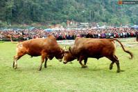Ảnh Tưng bừng lễ hội chọi bò tại Hà Giang